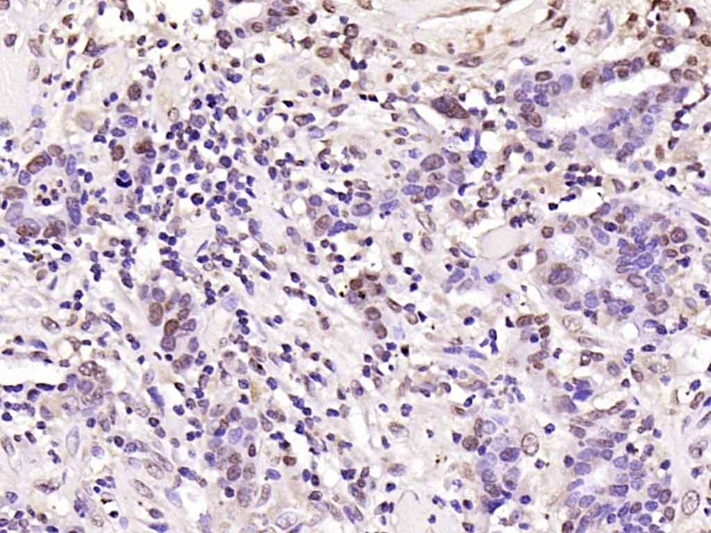Anti-Phospho-FOXO1 (Ser256) Polyclonal Antibody
