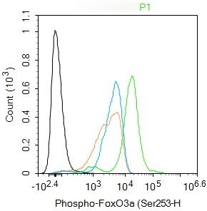 Anti-Phospho-FOXO3a (Ser253) Polyclonal Antibody