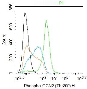 Anti-Phospho-GCN2 (Thr899) Polyclonal Antibody