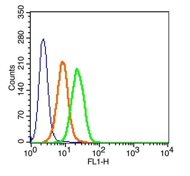 Anti-Phospho-FOXO1 (Ser256) Polyclonal Antibody