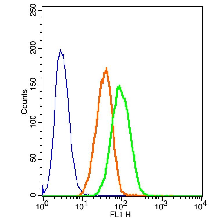 Anti-Phospho-GSK3B (Ser9) Polyclonal Antibody
