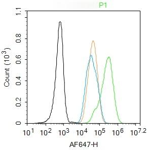 Anti-Phospho-FOXO1 (Ser256) Polyclonal Antibody