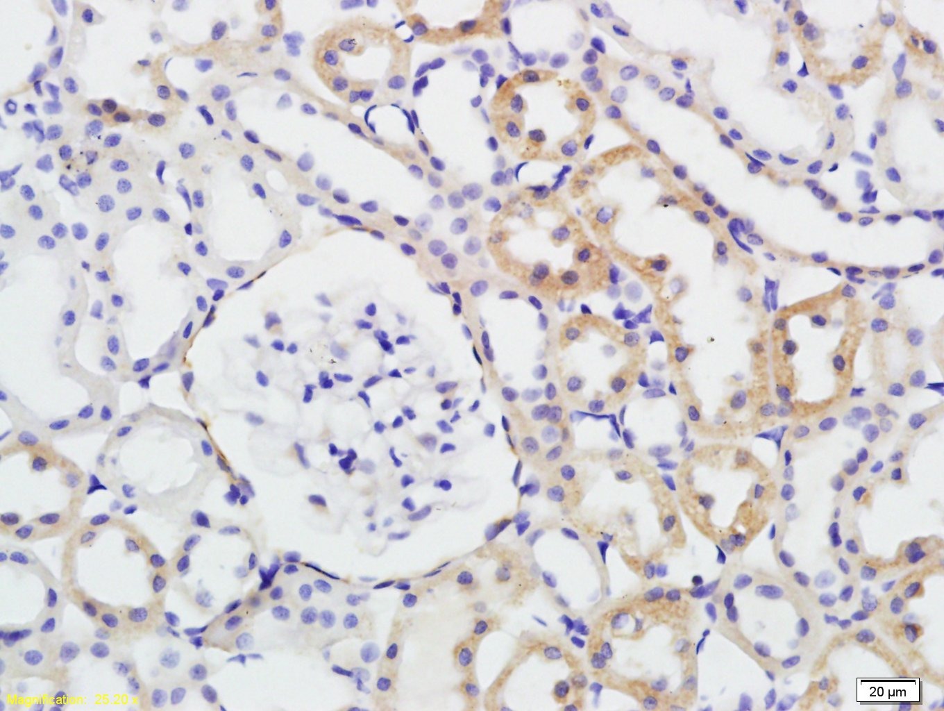 Anti-Phospho-GSK3B (Ser9) Polyclonal Antibody