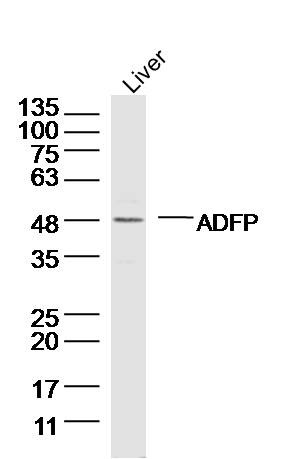 Anti-Perilipin-2 Polyclonal Antibody
