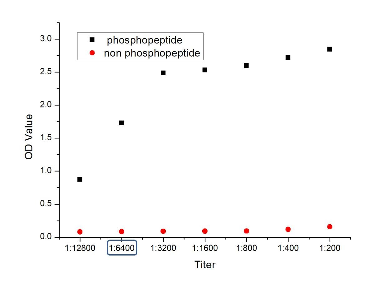 Anti-Phospho-FOXO1 (Ser256) Polyclonal Antibody