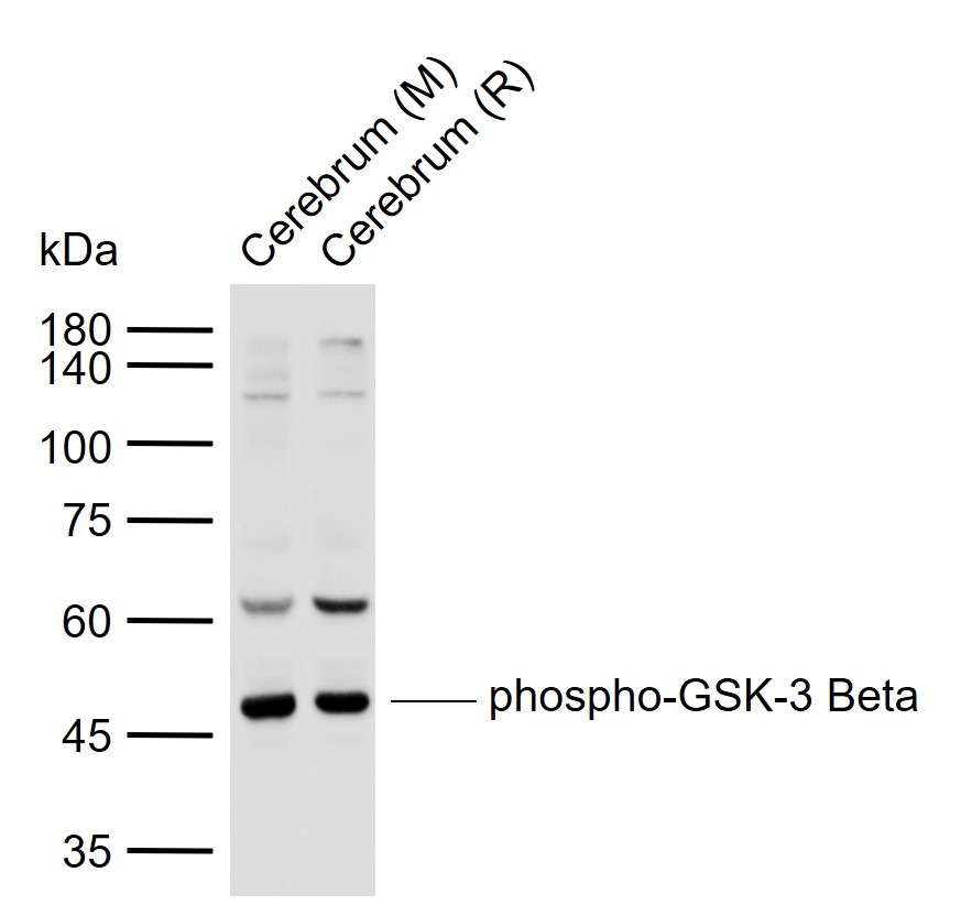 Anti-Phospho-GSK3B (Ser9) Polyclonal Antibody