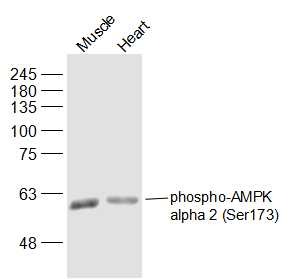 Anti-Phospho-AMPK alpha 2 (Ser173) Polyclonal Antibody