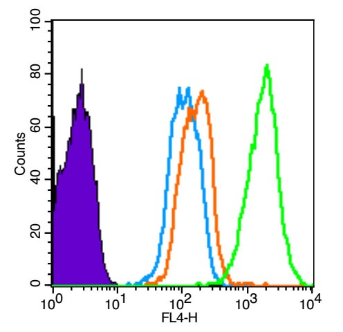 Anti-Phospho-Alpha synuclein (Ser129) Polyclonal Antibody