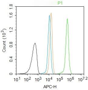 Anti-Phospho-H2AFX (Ser139) Polyclonal Antibody