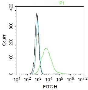Anti-Phospho-AKT1 (Thr34) Polyclonal Antibody