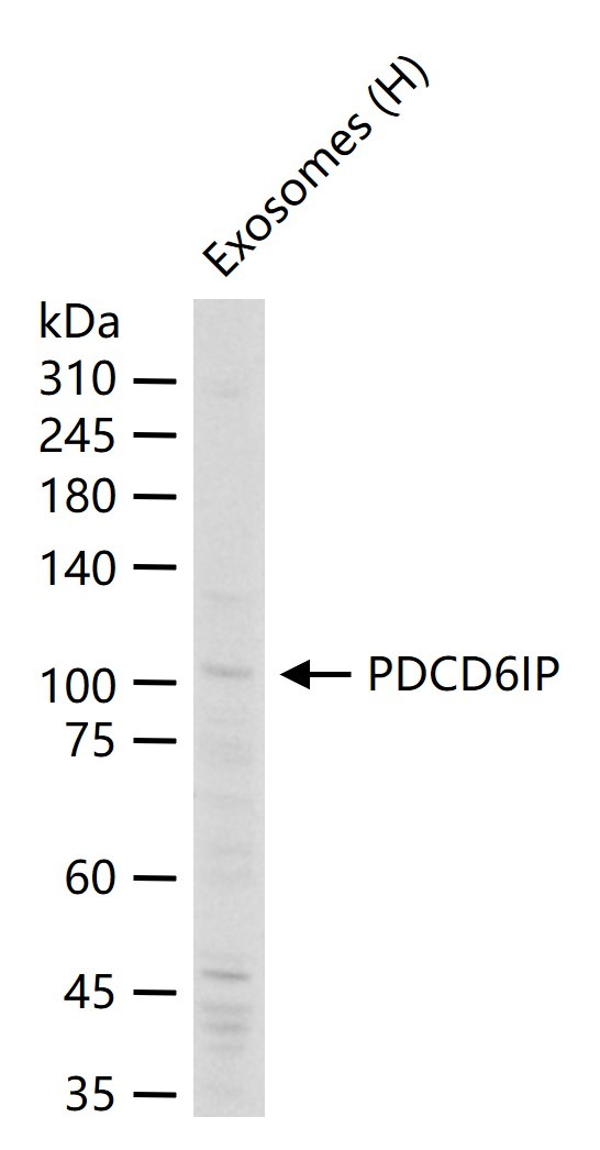 Anti-PDCD6IP Polyclonal Antibody