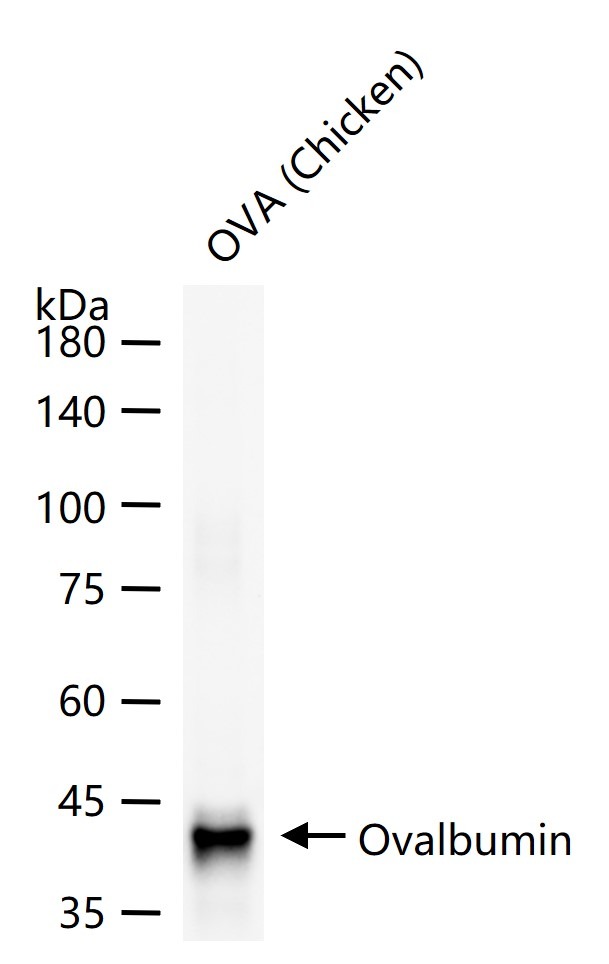Anti-Ovalbumin Polyclonal Antibody