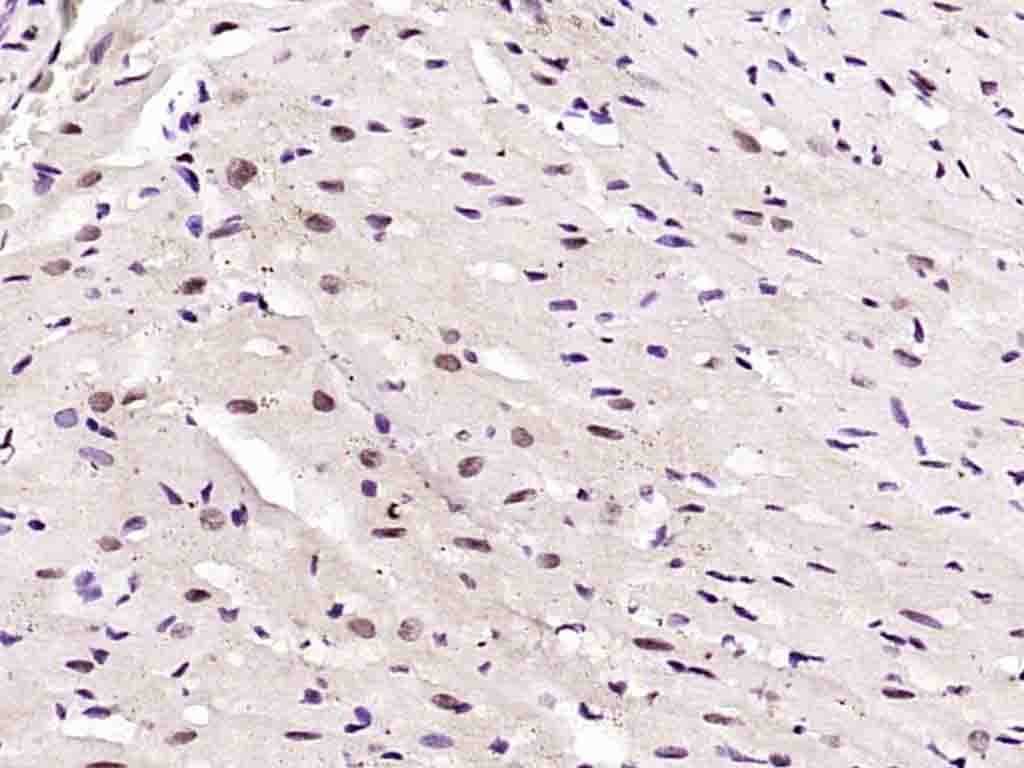Anti-Phospho-AMPK alpha 1 (Thr183) Polyclonal Antibody