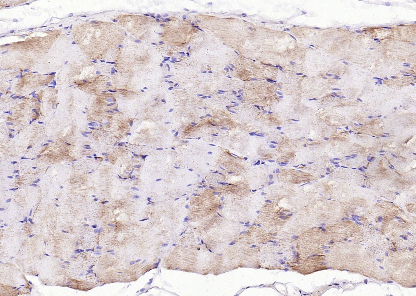 Anti-PI3 Kinase Class 3 Polyclonal Antibody