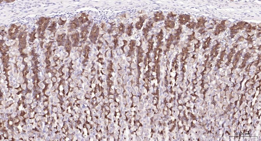 Anti-PI3Kβ Polyclonal Antibody