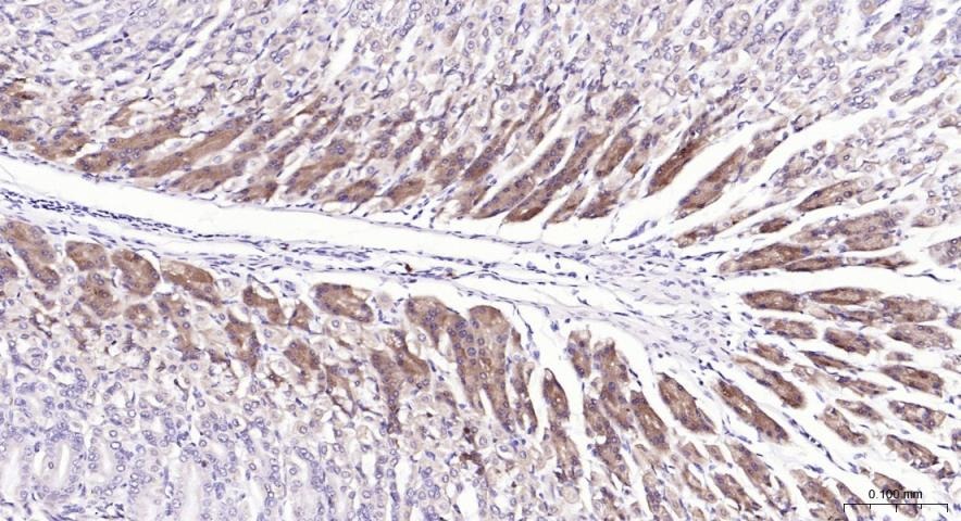 Anti-PI3Kβ Polyclonal Antibody