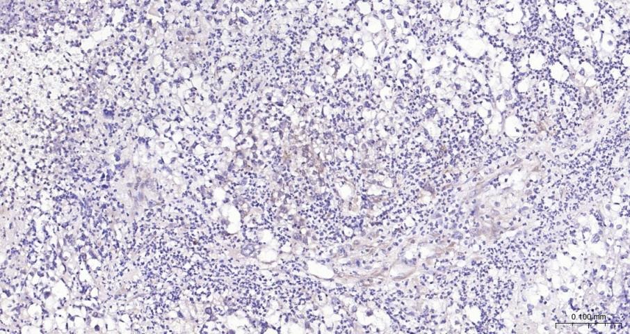 Anti-PI3Kβ Polyclonal Antibody