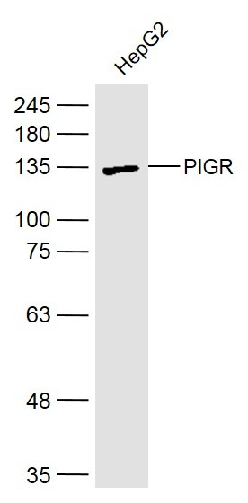 Anti-PIGR Polyclonal Antibody