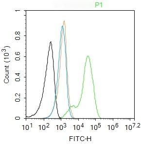 Anti-PKM2 Polyclonal Antibody 2