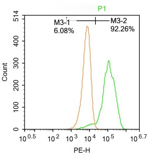 Anti-RORC Polyclonal Antibody 2