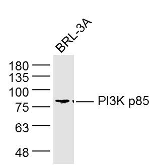 Anti-PIK3R1 Antibody (1Z225)