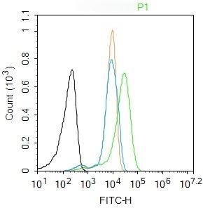 Anti-PTGES2 Polyclonal Antibody