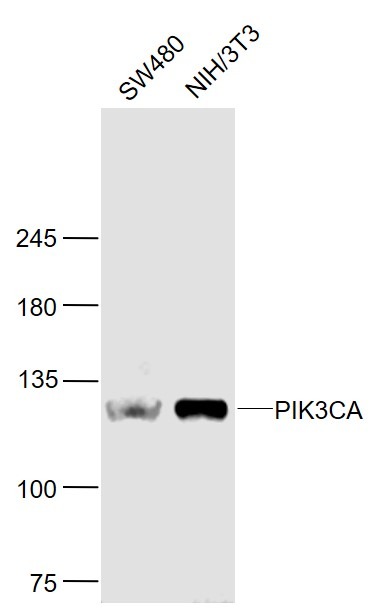 Anti-PIK3CA Polyclonal Antibody