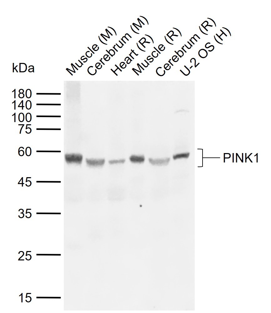 Anti-PINK1 Polyclonal Antibody