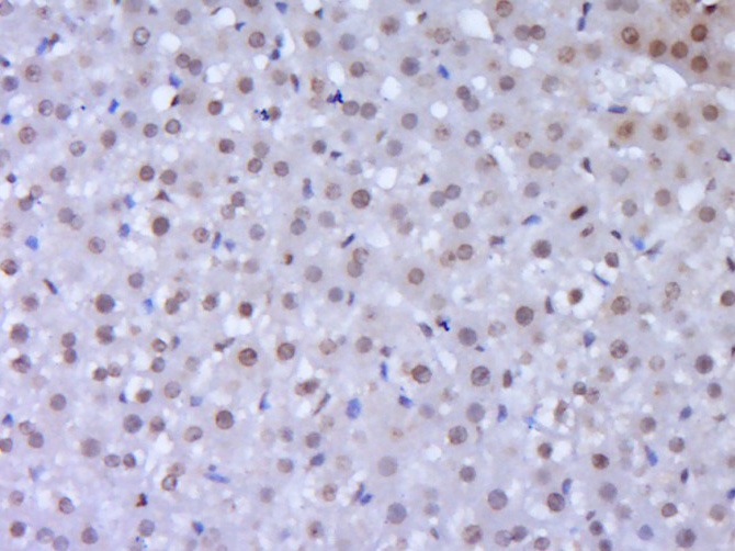 Anti-RORC Polyclonal Antibody