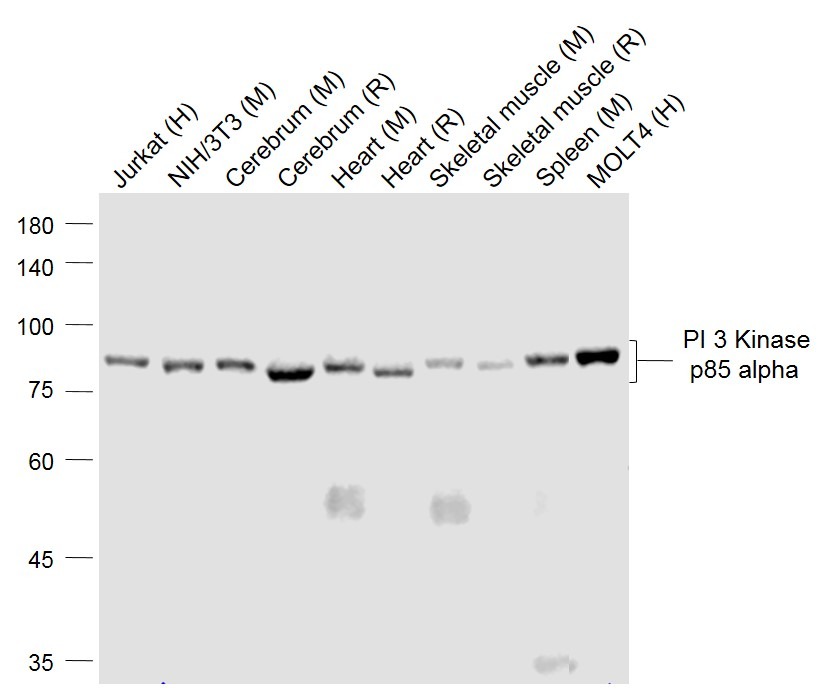Anti-PIK3R1 Antibody (1Z225)