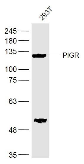 Anti-PIGR Polyclonal Antibody