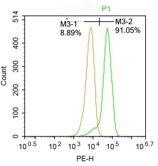 Anti-RORC Polyclonal Antibody 3