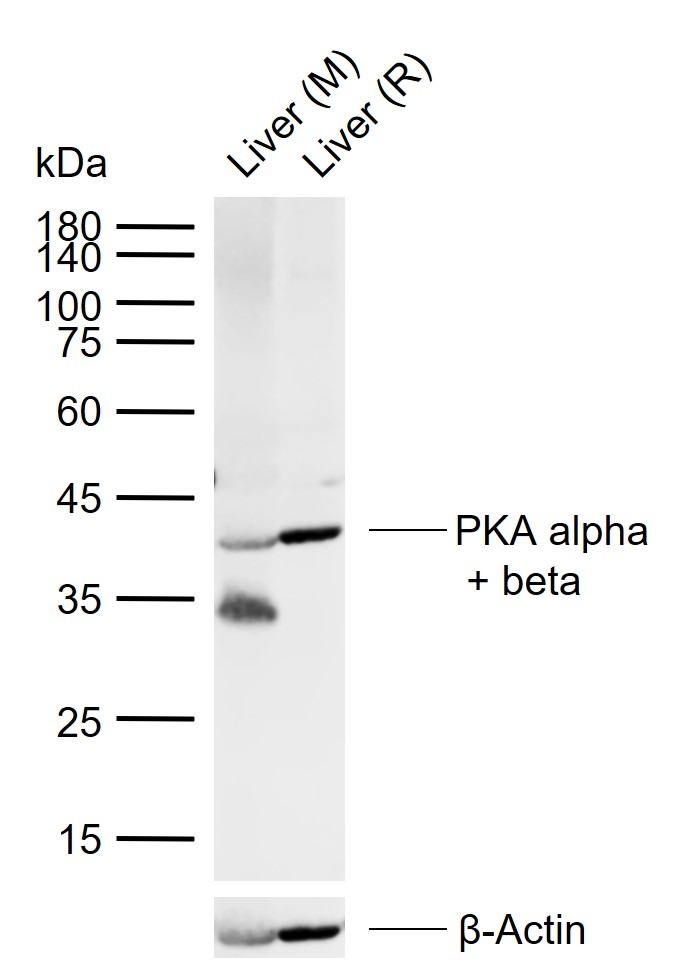 Anti-PKA alpha/beta Polyclonal Antibody