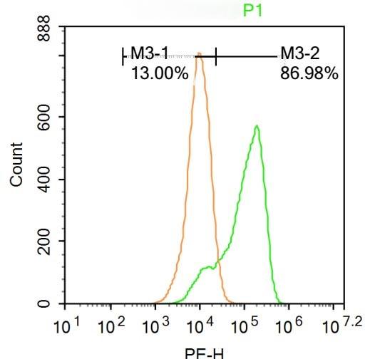 Anti-PTGES2 Polyclonal Antibody