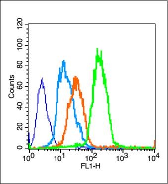 Anti-PPAR gamma/PPARG Polyclonal Antibody