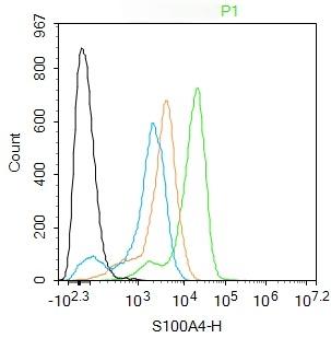 Anti-S100A4 Polyclonal Antibody
