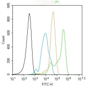 Anti-RAD51 Polyclonal Antibody