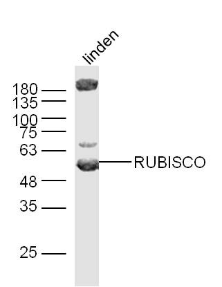 Anti-RuBisCO Polyclonal Antibody