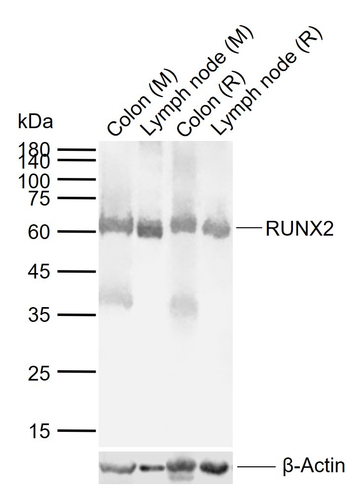 Anti-RUNX2 Polyclonal Antibody