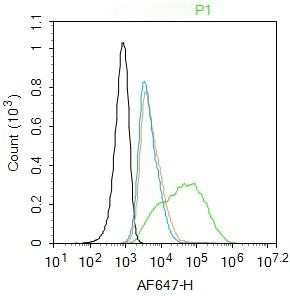 Anti-RAGE Polyclonal Antibody
