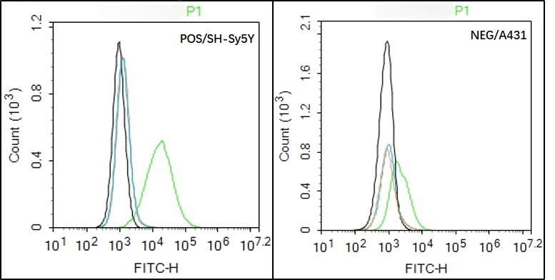 Anti-PDGFRA Polyclonal Antibody
