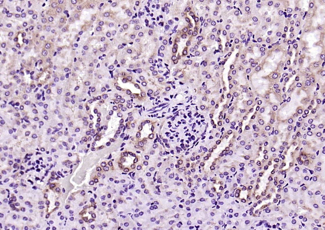 Anti-PEPT1 Polyclonal Antibody