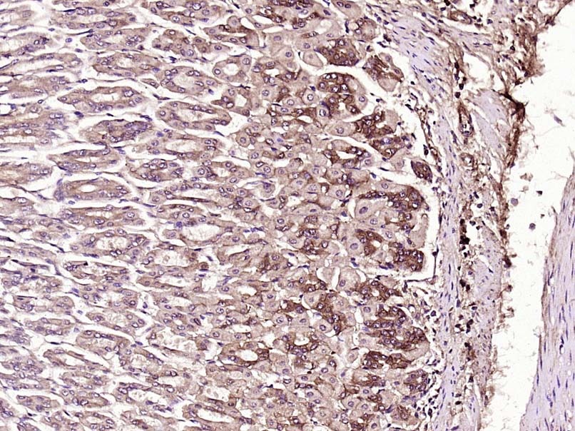 Anti-PEDF Polyclonal Antibody