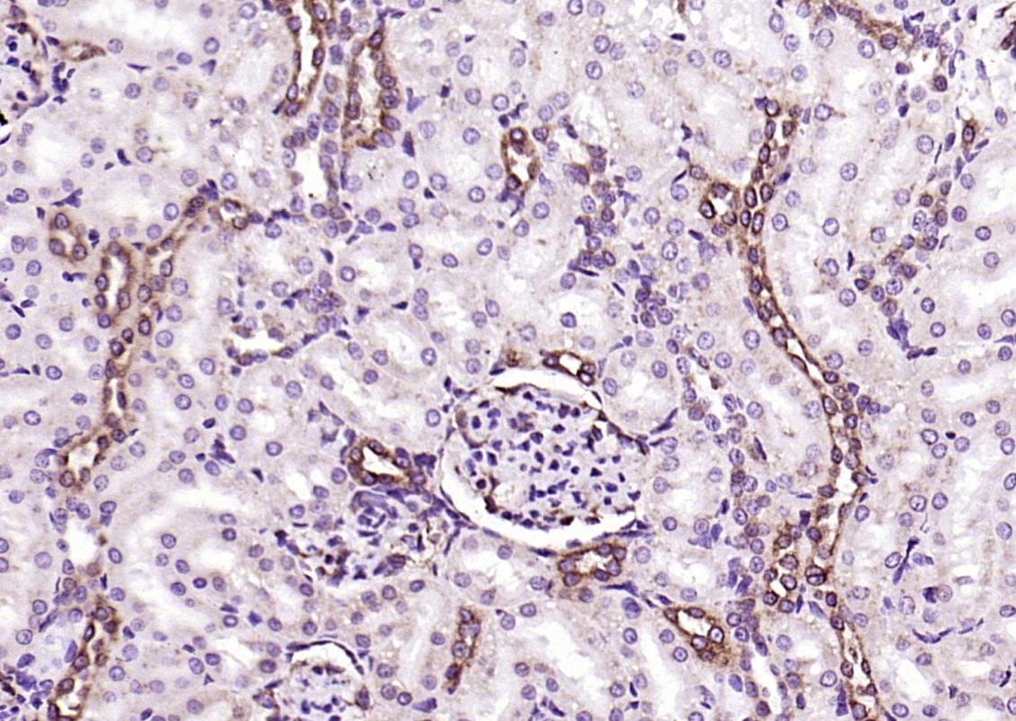 Anti-PEPT1 Polyclonal Antibody
