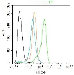 Anti-Phospho-DNM1L (Ser616) Polyclonal Antibody
