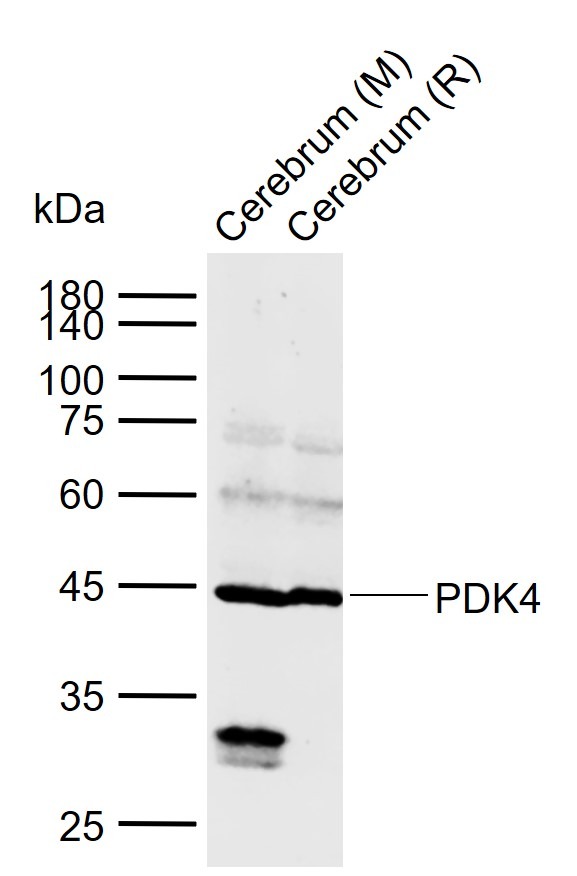 Anti-PDK4 Polyclonal Antibody