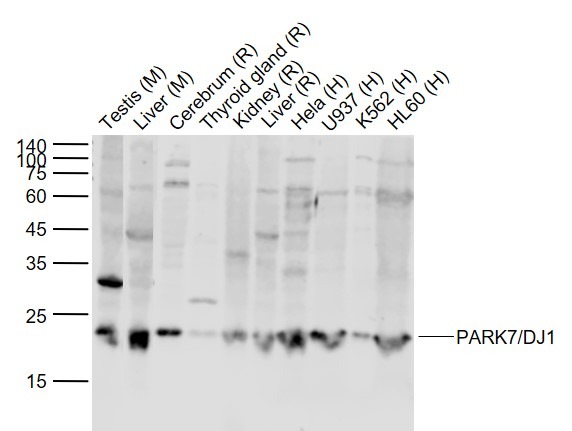 Anti-PARK7/DJ-1 Polyclonal Antibody