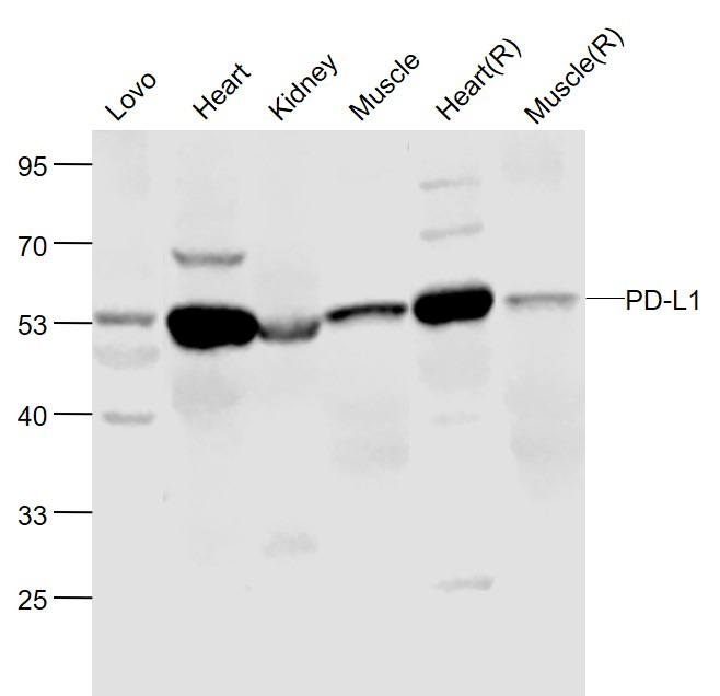 Anti-PD-L1 Polyclonal Antibody 3