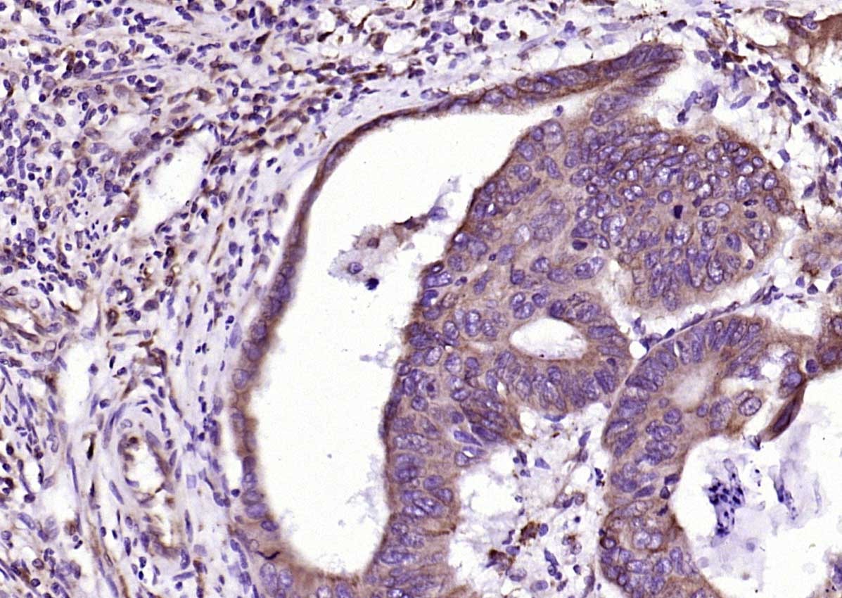 Anti-PEPT1 Polyclonal Antibody