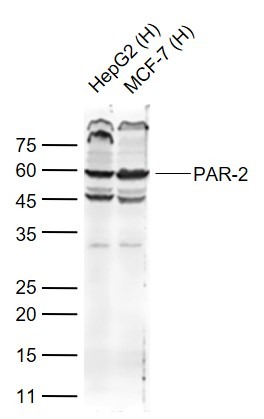 Anti-PAR2 Polyclonal Antibody